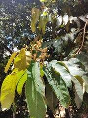 Virola sebifera
