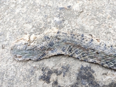 Fowlea flavipunctata