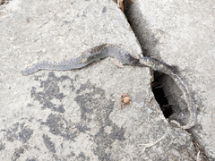 Fowlea flavipunctata