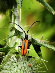 Stenoderus suturalis