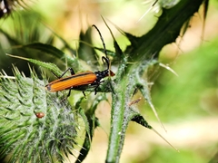 Stenoderus suturalis