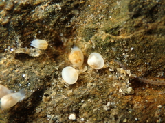 Lasaeidae