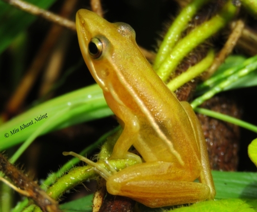 Dacca Frog, Hylarana tytleri