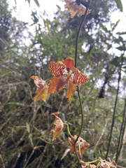 Cyrtochilum minax