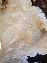 Dacryobolus karstenii