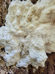 Dacryobolus karstenii