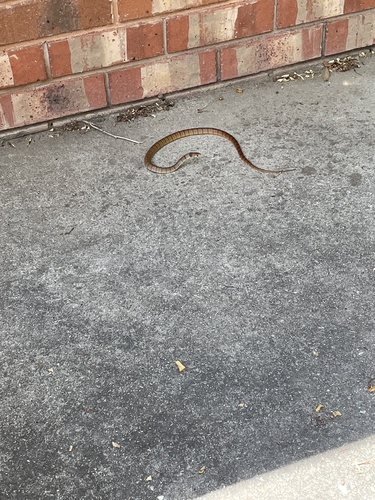 Eastern Brown Snake sighting
