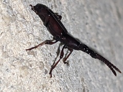 Brentidae