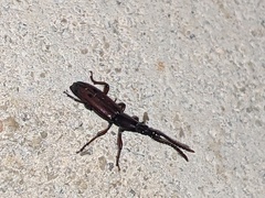 Brentidae