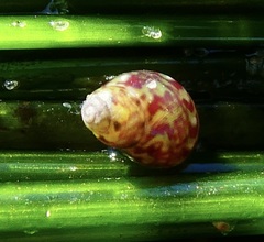 Eulithidium pulloides