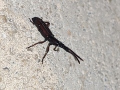 Brentidae