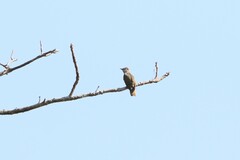 Chrysococcyx xanthorhynchus