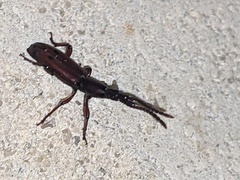 Brentidae