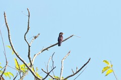 Chrysococcyx xanthorhynchus