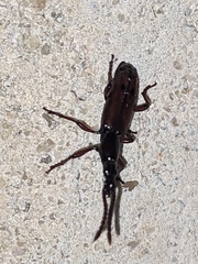 Brentidae