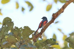 Pericrocotus ethologus