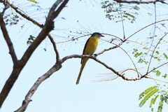 Pericrocotus ethologus