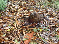 Gallirallus australis