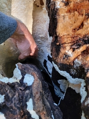 Dacryobolus karstenii