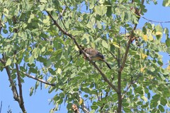 Pycnonotus xanthorrhous