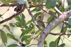 Iole propinqua
