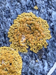 Xanthorioideae