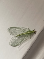 Chrysoperla rufilabris