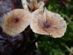 Gymnopus foetidus