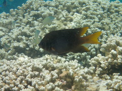 Neoglyphidodon nigroris