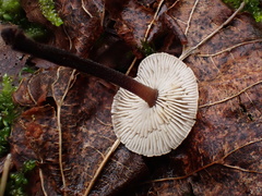 Gymnopus foetidus