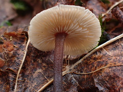 Gymnopus foetidus