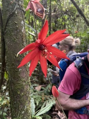 Passiflora miniata