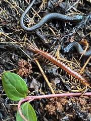 Scolopocryptops gracilis