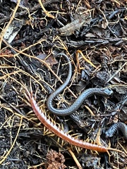 Scolopocryptops gracilis