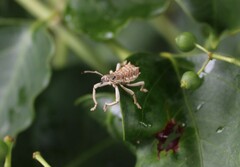 Leptopius nodicollis