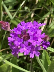 Verbena rigida