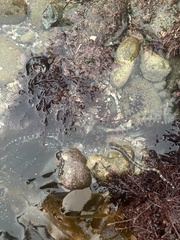 Ophioderma panamense