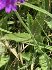 Verbena rigida