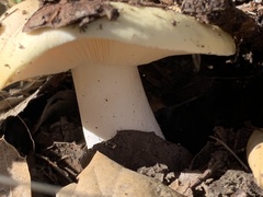 Russula cremoricolor