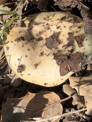 Russula cremoricolor