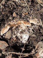 Russula cremoricolor