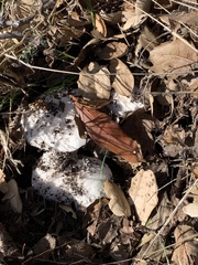 Russula cremoricolor