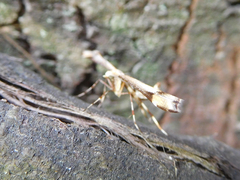 Platyptilia