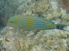 Acanthurus lineatus