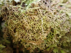 Lepidoziaceae