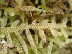 Lepidoziaceae