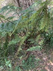 Cyathea cooperi