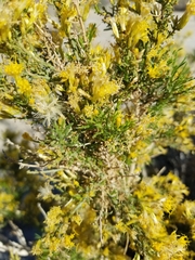 Ericameria paniculata