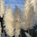 Pampas Grass - Photo no rights reserved, uploaded by Alan Weakley