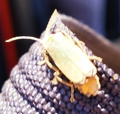 Chauliognathus lugubris